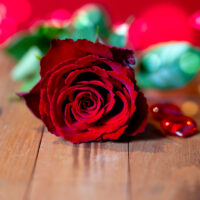 Valentines rose