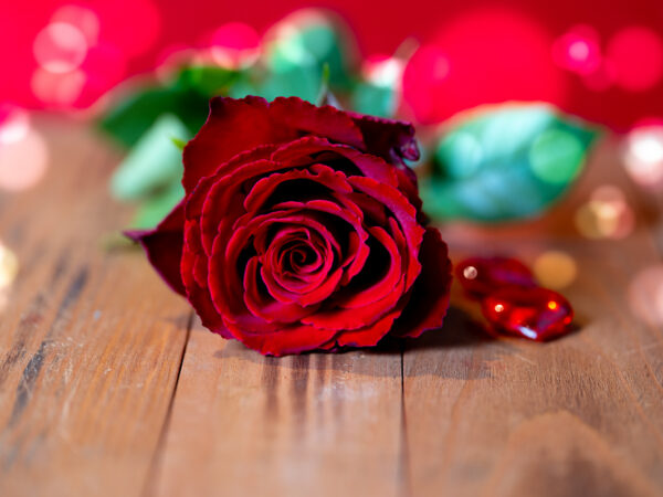 Valentines rose