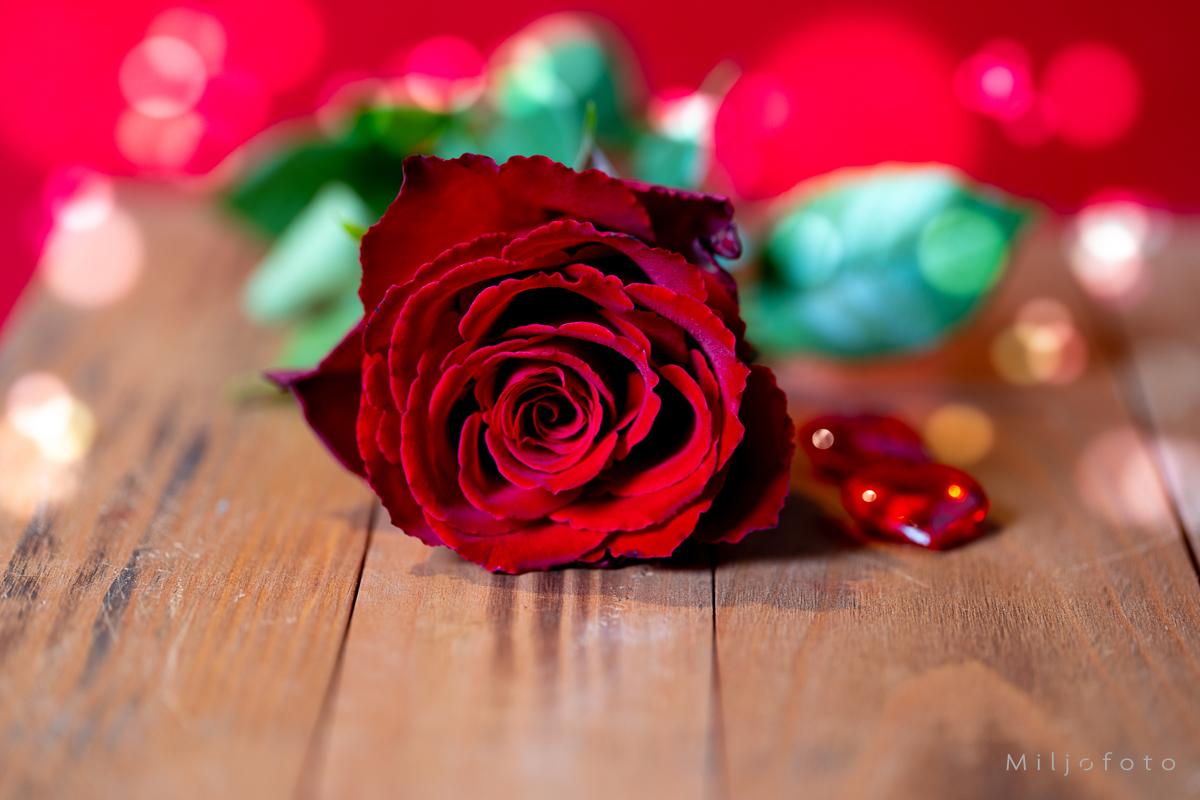 Valentines rose Valentines rose