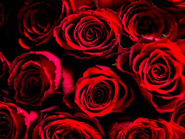 Røde roser - blomster