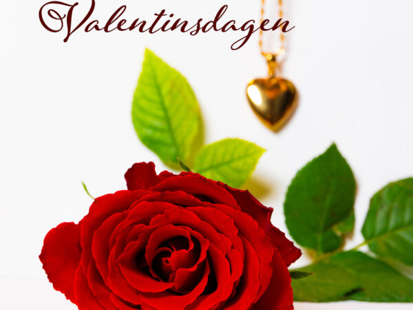 Husk valentinsdagen - Rose og smykke