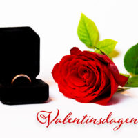 Valentinsdagen - Rose og ring