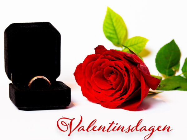 Valentinsdagen - Rose og ring
