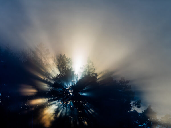 Sol bak trær - vinter