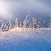 Vinterbilde med strå