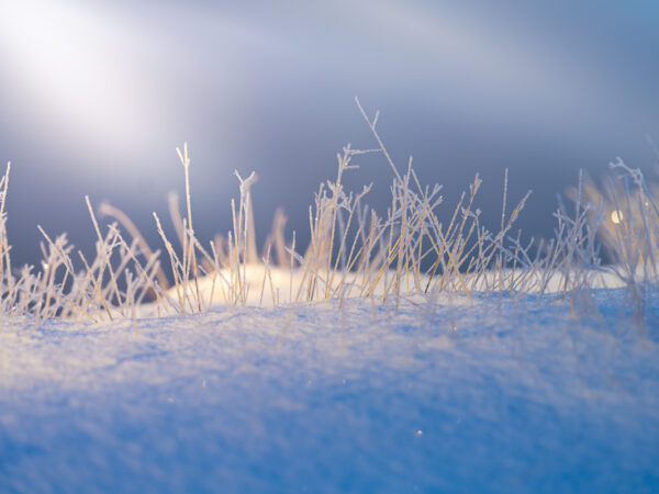 Vinterbilde med strå