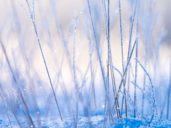 Strå i snø - Vinter