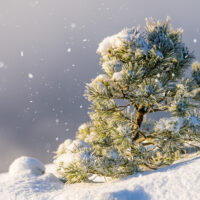 Furu i snø - Vinter