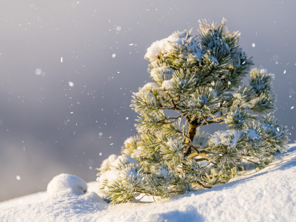 Furu i snø - Vinter