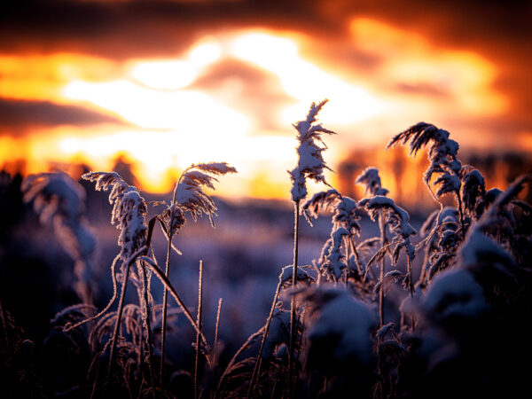 Kulde og varme - vinter