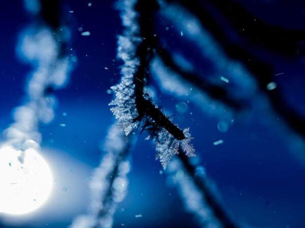 Vinterbilde - vinter