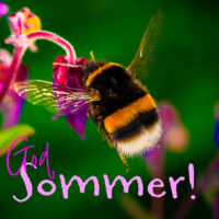 God sommer - Humle