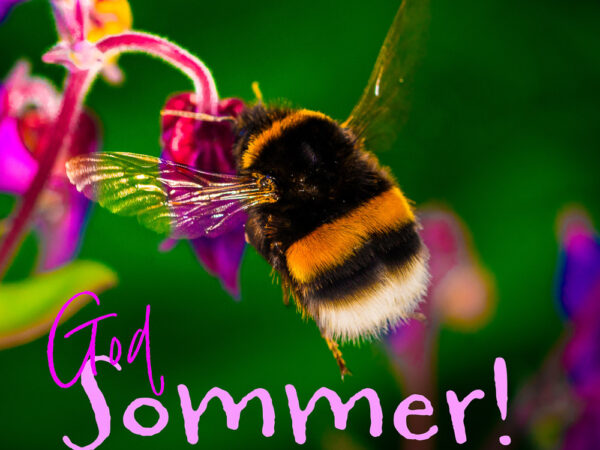 God sommer - Humle