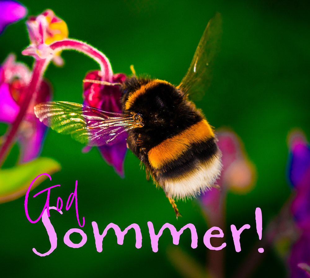 God sommer - Humle