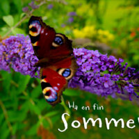 Sommerfugl