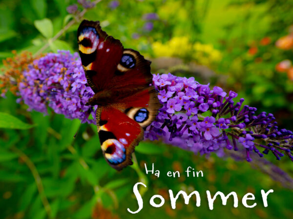 Sommerfugl
