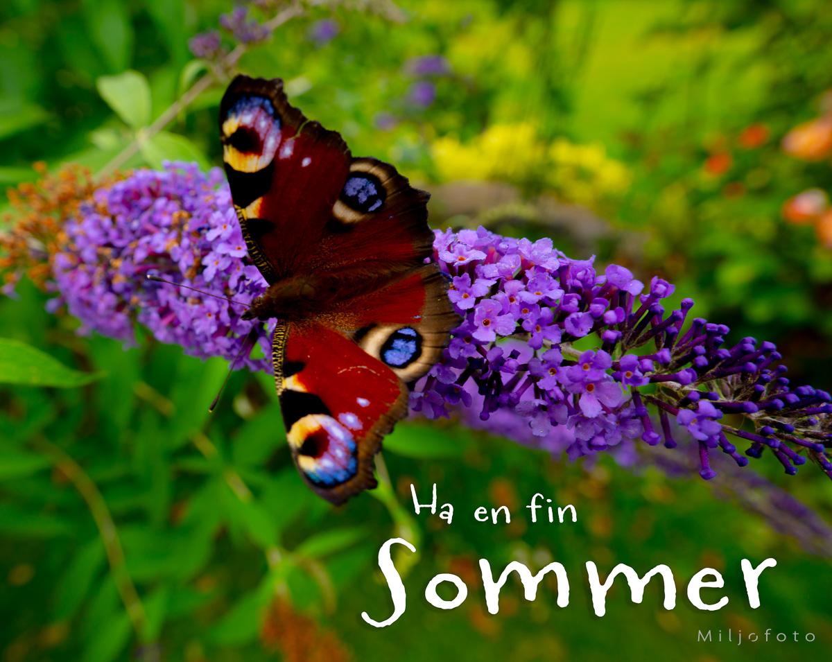 Sommerfugl