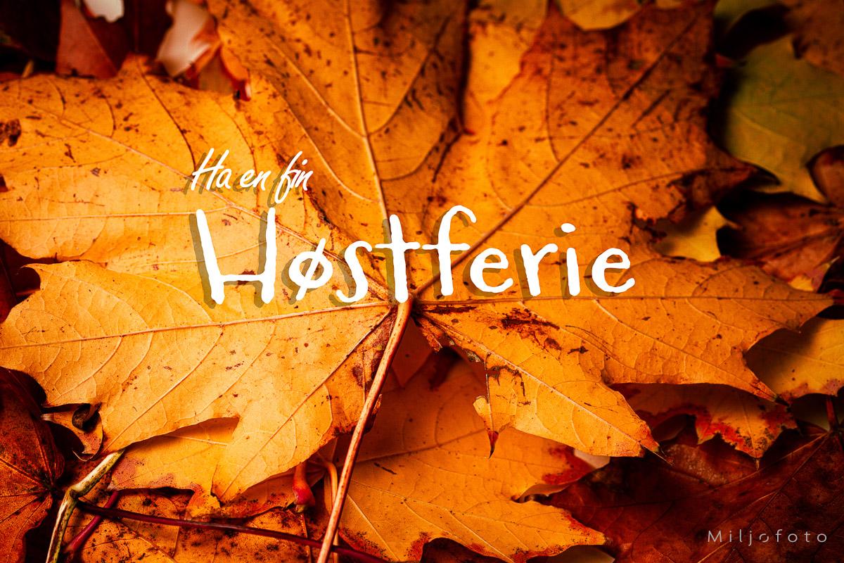 Høstferie - Blader