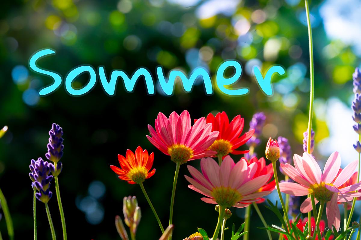 Sommer