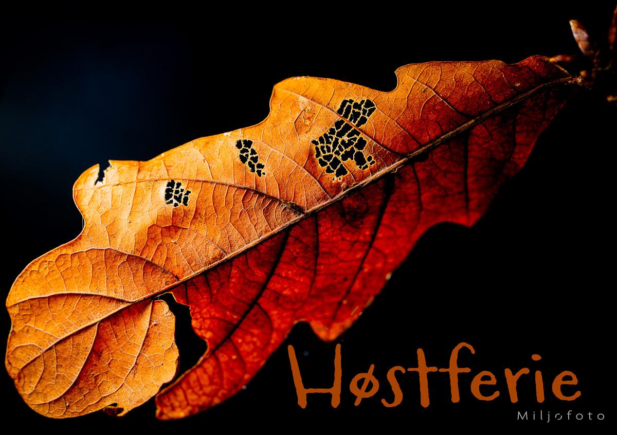 Høstferie - Høstblad