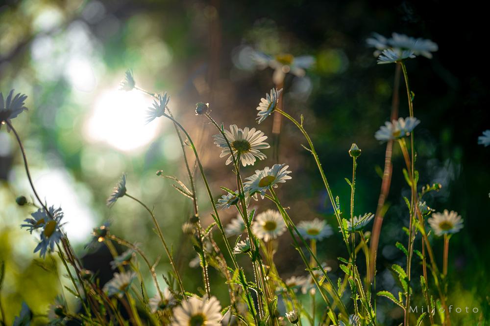 Blomster og gress Bildet viser en gruppe vakre prestekrager som belyses bakfra av et varmt og gyllent sollys.