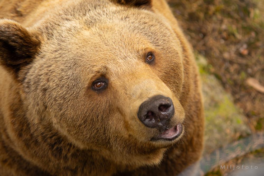 Bildet viser et nærbilde av en brunbjørn som ser oppmerksomt oppover med hodet på skrå. Den tette, lysebrune pelsen og den litt åpne munnen gir bjørnen et nysgjerrig og mildt uttrykk.