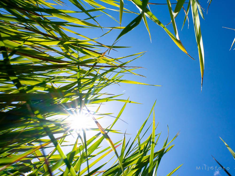Dypt i gresset Bildet er tatt fra et lavt perspektiv nede i det grønne gresset, som strekker seg opp mot en klar og knallblå himmel. Den sterke solen skinner direkte gjennom stråene og skaper en lysende solstjerne som gir bildet en frisk og sommerlig følelse.