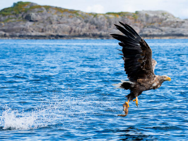 Bildet viser en havørn som flyr lavt over det blå vannet med en nyfanget fisk i klørne. I bakgrunnen reiser det seg steinete svaberg, mens en hvit vannsprut viser hvor fuglen akkurat har slått ned i sjøen.