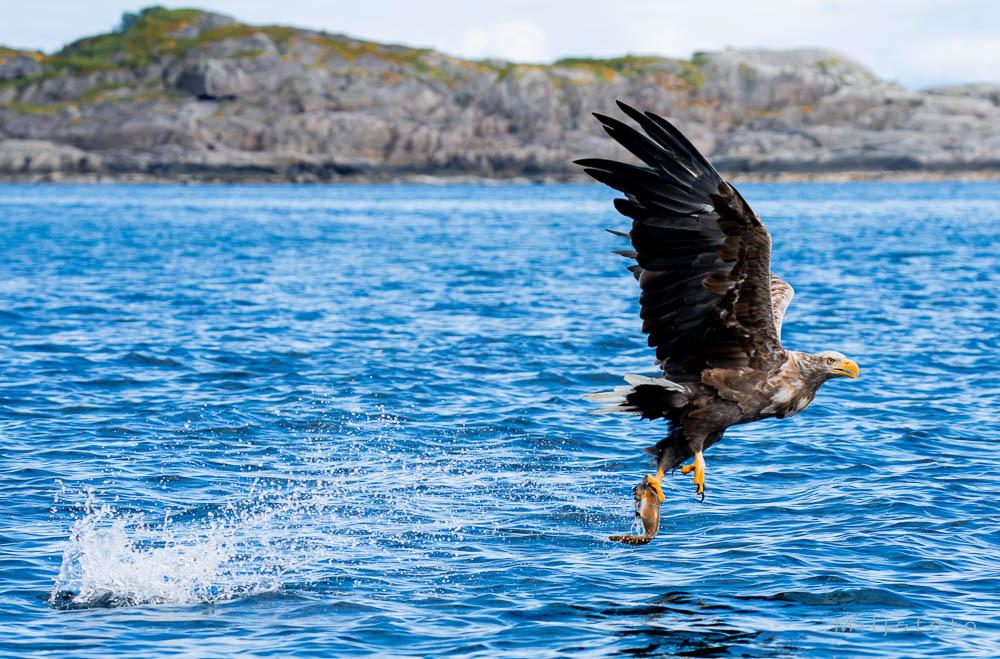 Foto av havørn Bildet viser en havørn som flyr lavt over det blå vannet med en nyfanget fisk i klørne. I bakgrunnen reiser det seg steinete svaberg, mens en hvit vannsprut viser hvor fuglen akkurat har slått ned i sjøen.