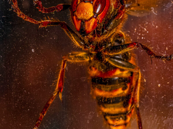 Bildet viser et nærbilde av en stor geithams som klatrer på en glassflate, fotografert nedenfra slik at undersiden av kroppen er godt synlig. Insektet har et karakteristisk rødbrunt og gult hode med store fasettøyne, en hårete forkropp, og en tydelig stripete bakkropp i gult og svart.