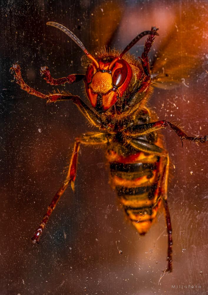 Bildet viser et nærbilde av en stor geithams som klatrer på en glassflate, fotografert nedenfra slik at undersiden av kroppen er godt synlig. Insektet har et karakteristisk rødbrunt og gult hode med store fasettøyne, en hårete forkropp, og en tydelig stripete bakkropp i gult og svart.