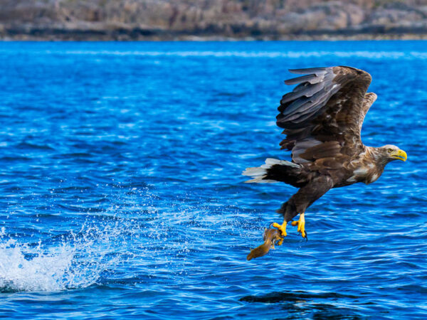 En mektig havørn flyr lavt over det blå havet med et nylig fanget bytte i klørne.