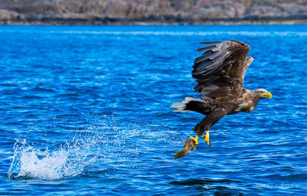 Havørn på jakt En mektig havørn flyr lavt over det blå havet med et nylig fanget bytte i klørne.