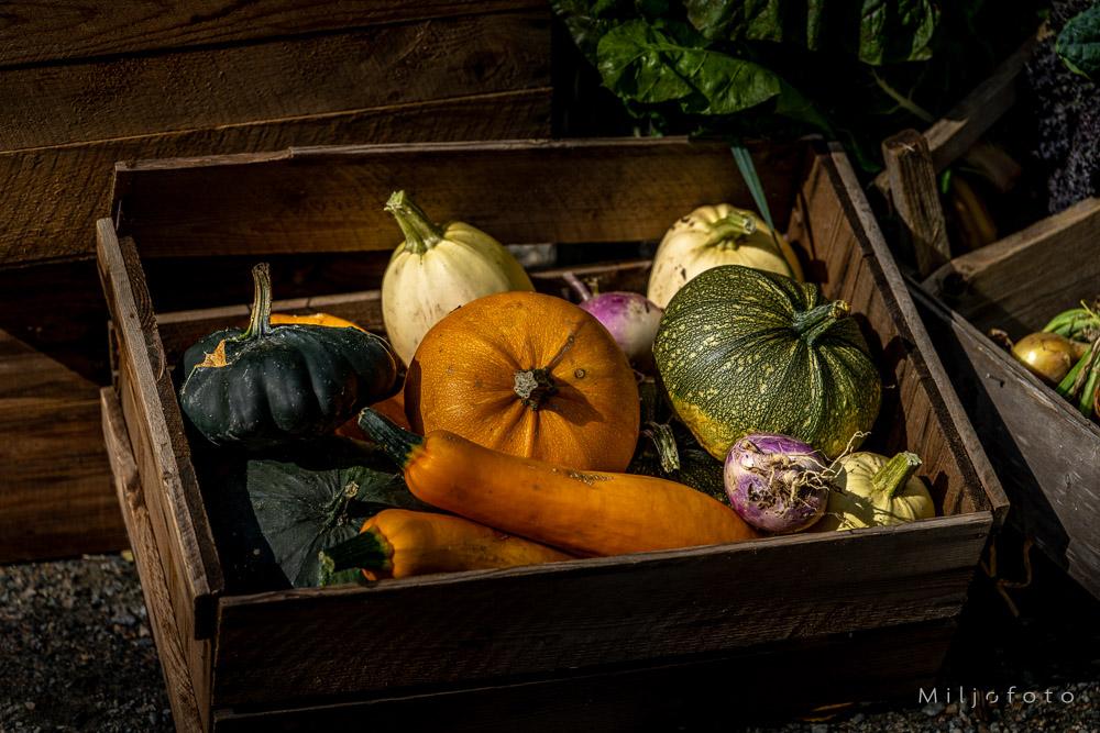 Bildet viser en rustikk trekasse fylt med et fargerikt utvalg av høstgrønnsaker, som gresskar, squash og rotfrukter.