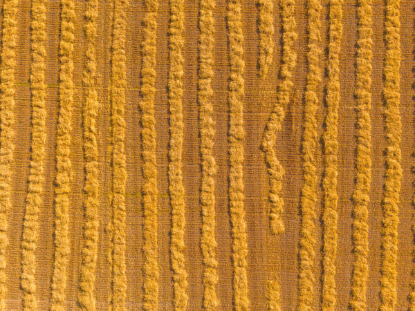 Bildet viser et luftfoto av en gyllen åker der det høstede kornet ligger i lange, parallelle rader. Blant de ellers snorrette linjene skiller én rad seg ut med en tydelig sving som bryter det symmetriske mønsteret.