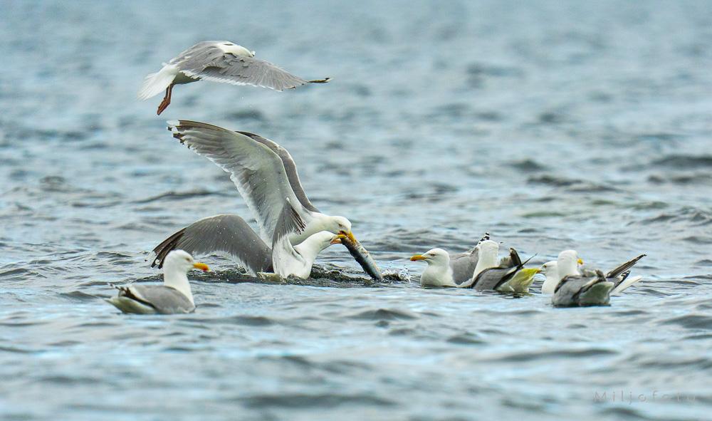 Bildet viser to måker i en intens kamp om en fisk i vannflaten, mens en tredje måke flyr rett over dem. Rundt dem i vannet flyter flere andre måker som følger spent med på hvem som stikker av med fangsten.