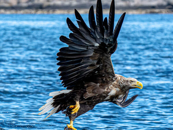 En majestetisk havørn stiger opp like over det blå havet med en nyfanget fisk godt festet i klørne. Vannet spruter friskt rundt fangsten, mens en steinete kystlinje kan skimtes i bakgrunnen under en lys himmel.