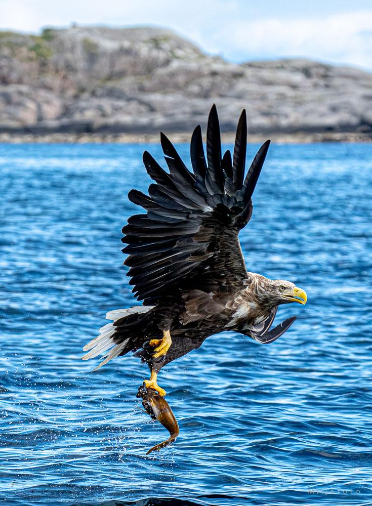 Ørn har fanget fisk En majestetisk havørn stiger opp like over det blå havet med en nyfanget fisk godt festet i klørne. Vannet spruter friskt rundt fangsten, mens en steinete kystlinje kan skimtes i bakgrunnen under en lys himmel.