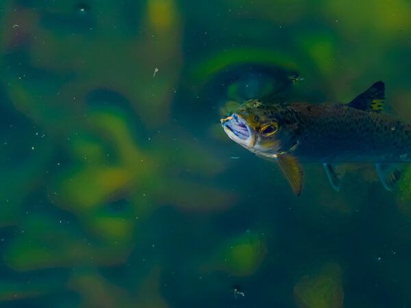 En aure bryter vannoverflaten med åpen munn i det den akkurat fanger et lite insekt. Det klare, grønne vannet i bakgrunnen gir et fascinerende innblikk i fiskens naturlige habitat og jaktadferd.