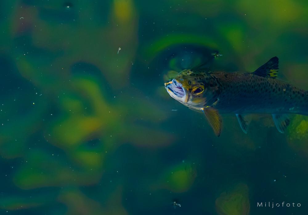 En aure bryter vannoverflaten med åpen munn i det den akkurat fanger et lite insekt. Det klare, grønne vannet i bakgrunnen gir et fascinerende innblikk i fiskens naturlige habitat og jaktadferd.