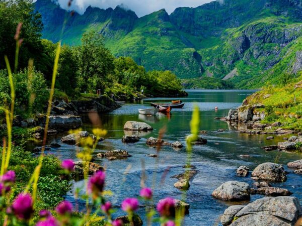 Bildet viser et idyllisk og fargerikt landskap i Lofoten, med rosa villblomster i forgrunnen og små trebåter som flyter rolig på det klare vannet. I bakgrunnen reiser de majestetiske, grønnkledde fjellene seg mot en skydekket himmel og skaper en harmonisk og romantisk atmosfære.