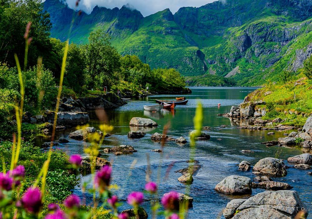 Bildet viser et idyllisk og fargerikt landskap i Lofoten, med rosa villblomster i forgrunnen og små trebåter som flyter rolig på det klare vannet. I bakgrunnen reiser de majestetiske, grønnkledde fjellene seg mot en skydekket himmel og skaper en harmonisk og romantisk atmosfære.