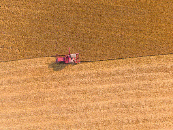 Bildet viser en rød skurtresker som høster et gyllent kornfelt, fotografert i et rettvinklet fugleperspektiv ovenfra.