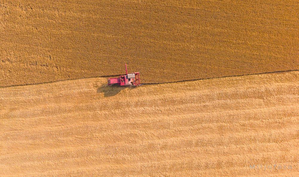 Bildet viser en rød skurtresker som høster et gyllent kornfelt, fotografert i et rettvinklet fugleperspektiv ovenfra.