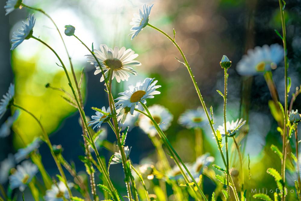 Bildet viser vakre prestekrager som strekker seg oppover mot solen i en frodig, grønn eng. Det varme motlyset skinner gjennom de delikate kronbladene og skaper en glødende og stemningsfull sommeratmosfære.