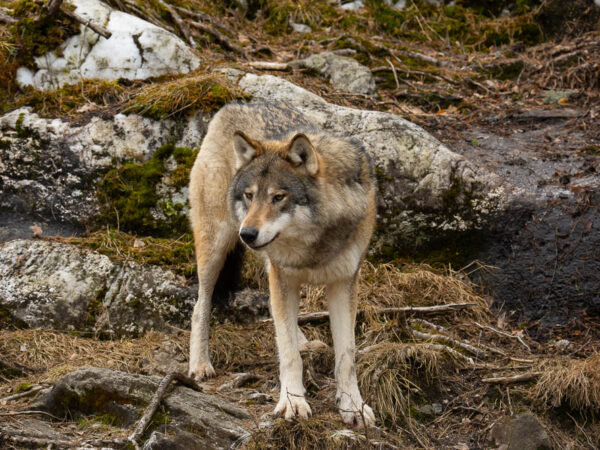 Foto av en ulv som står på en stein i skogen