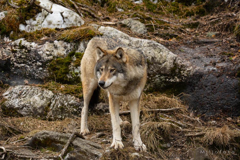 Foto av en ulv som står på en stein i skogen