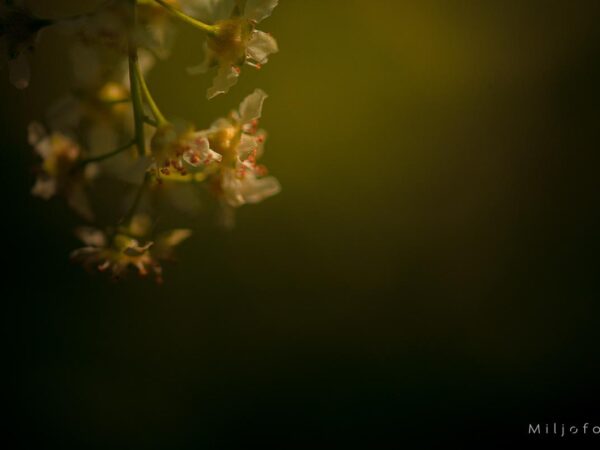 Blomster