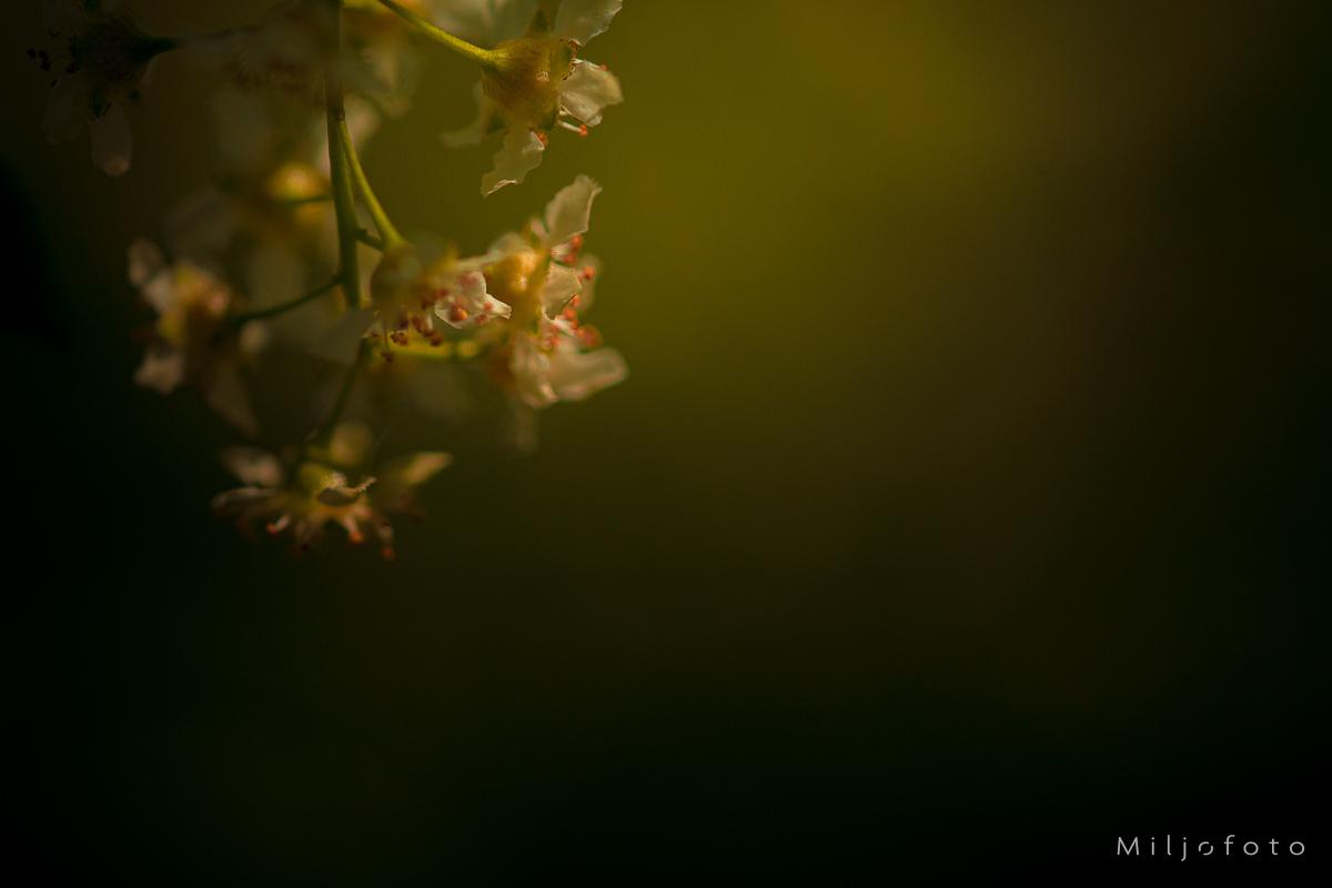 Blomster