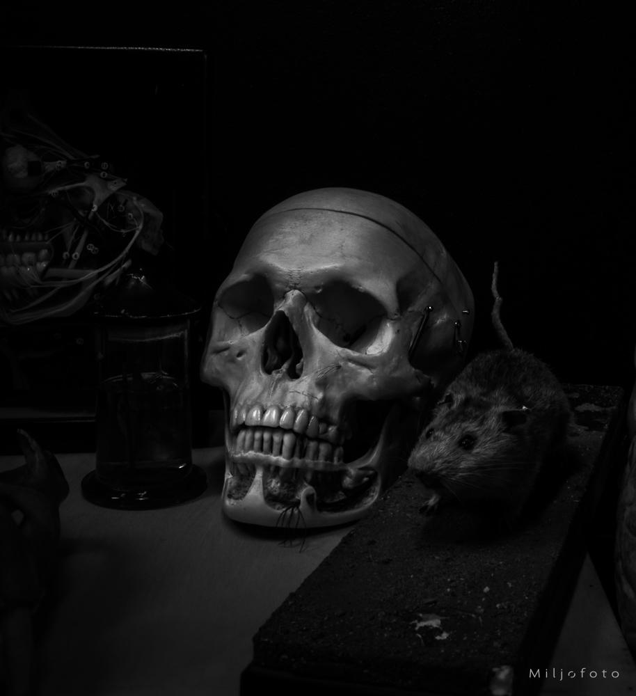 Hodeskalle Hodeskalle